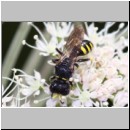 Ectemnius lapidarius - Grabwespe w10a 8mm - OS-Hellern Waldwiese det.jpg